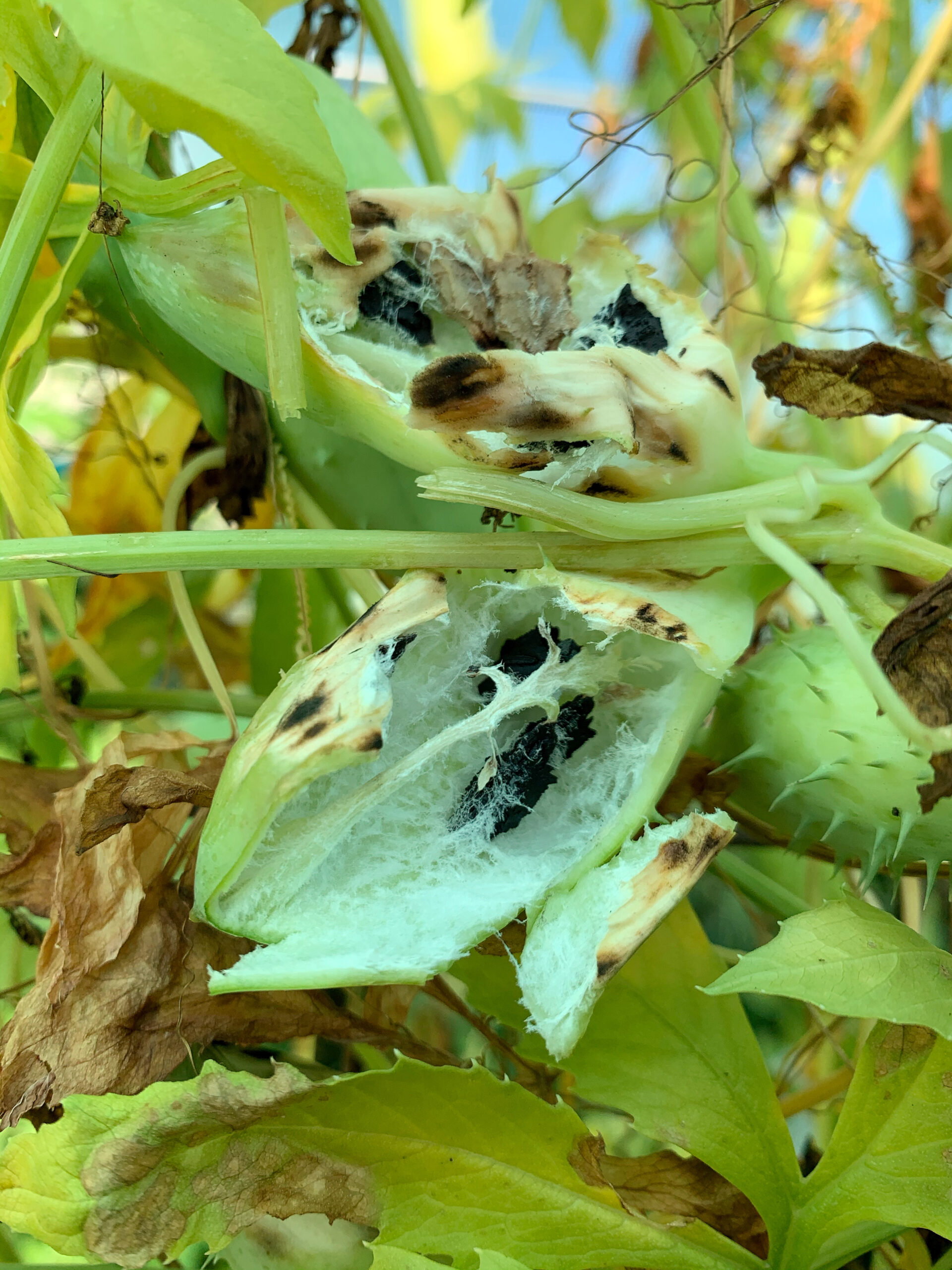 Caiguaseed
