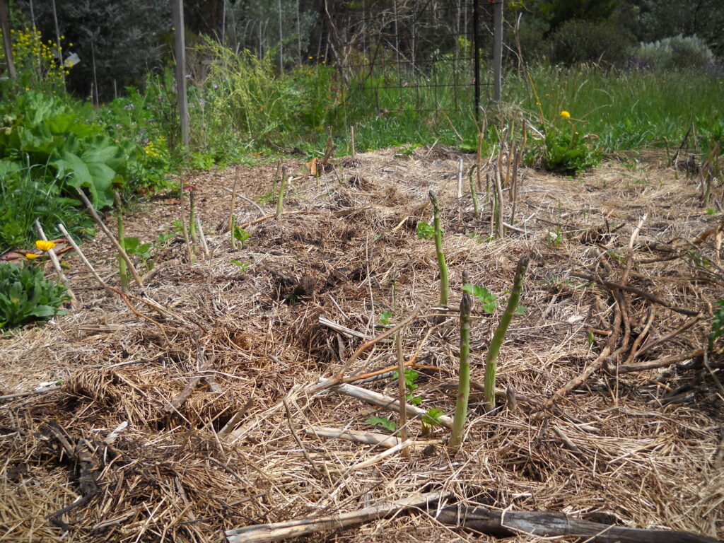 Asparagus spears as harvested for eating. [photo: BVSS/AVT]