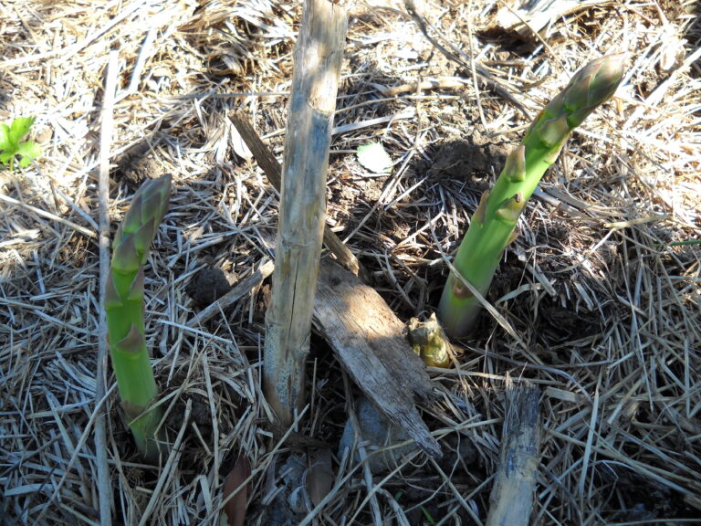 Asparagus spears pushing they way up in spring. [photo: BVSS/LW]