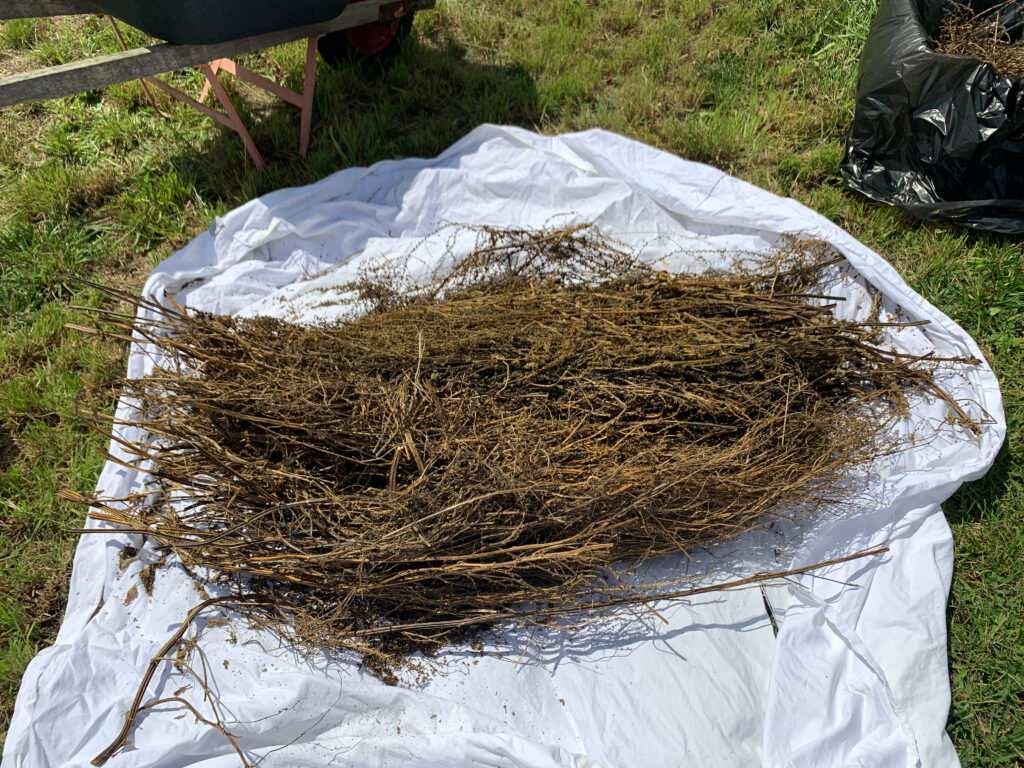 Dried silverbeet stalks on a sheet ready for threshing to separate seeds from plant material. photo: Lloyd Sharp