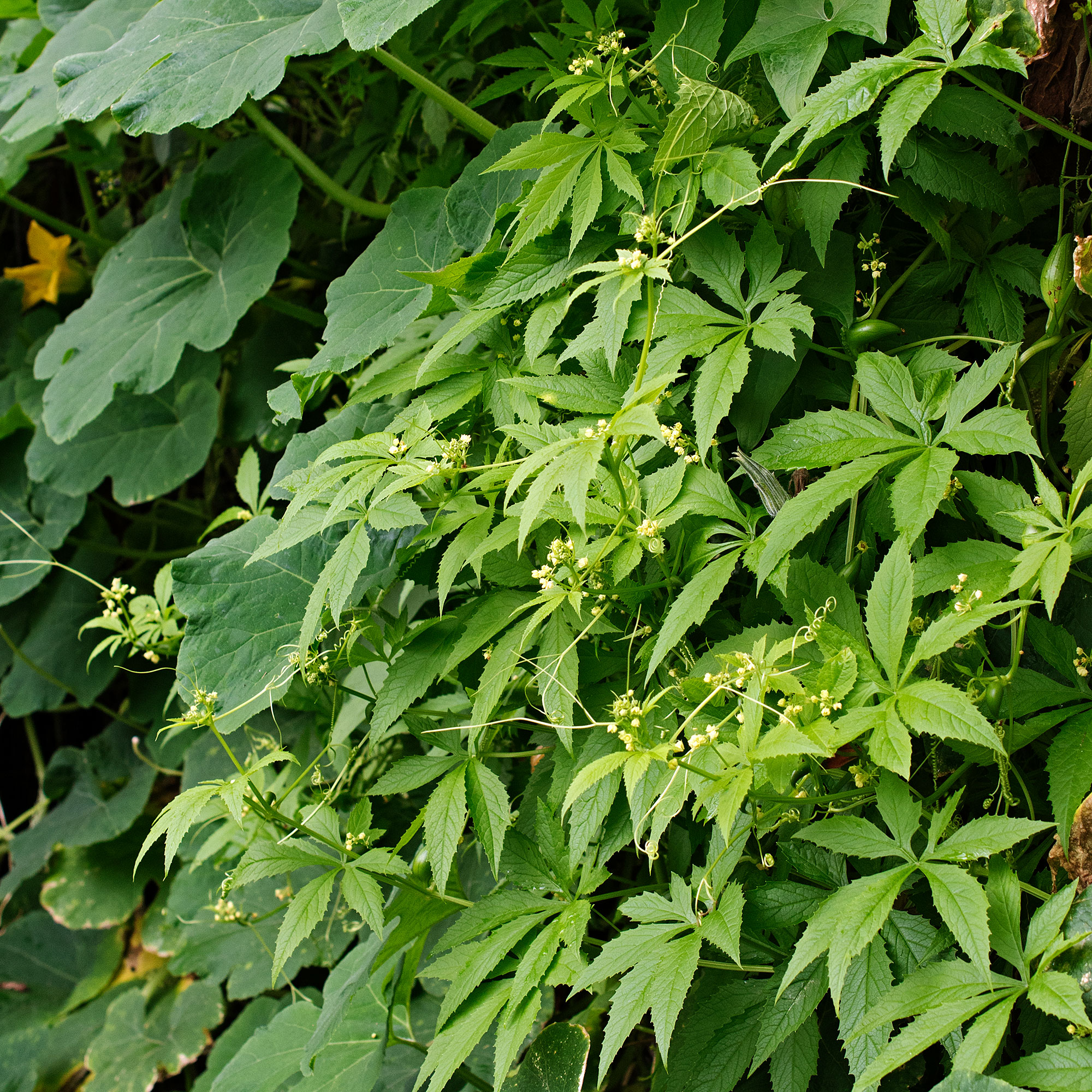 Cyclanthera_pedata_11