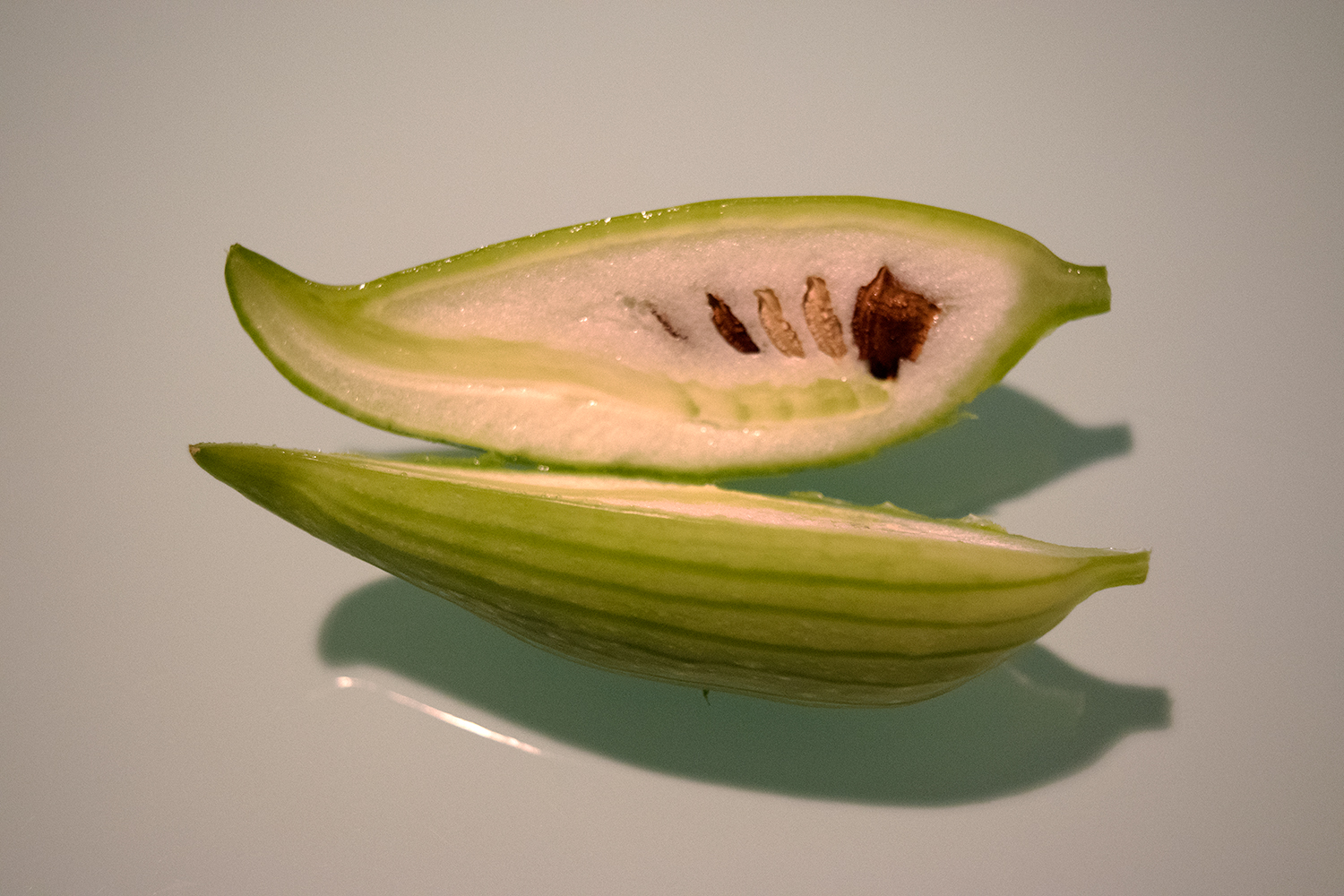 Cyclanthera_pedata_12