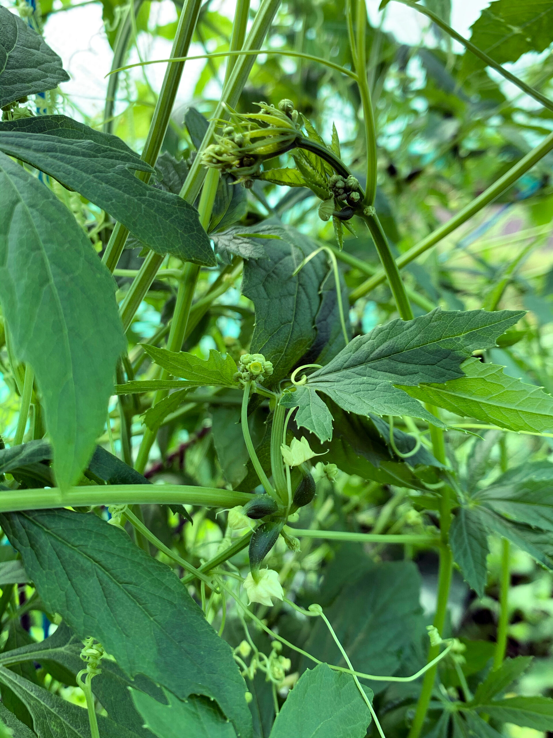 Cyclanthera_pedata_16