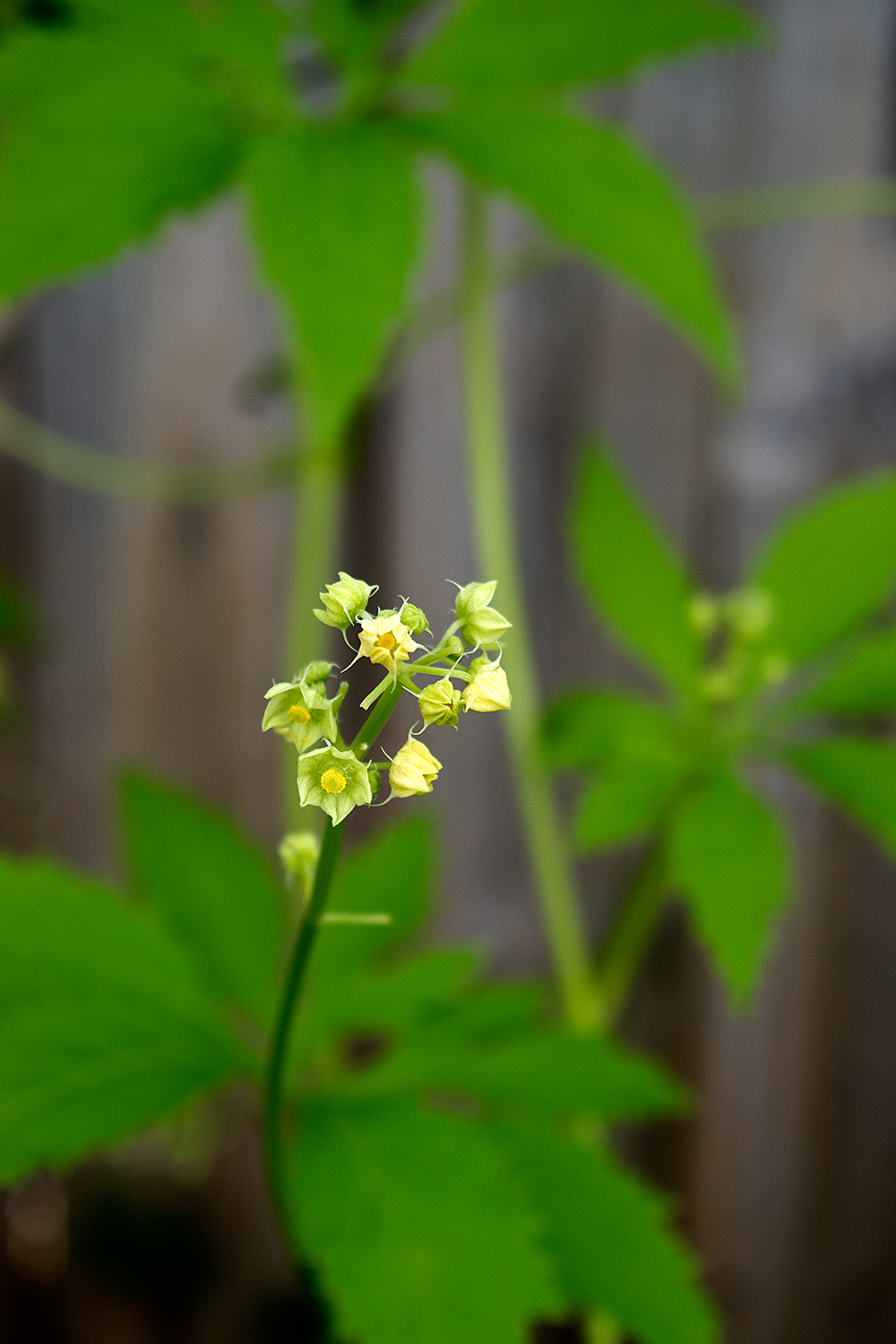 Cyclanthera_pedata_21