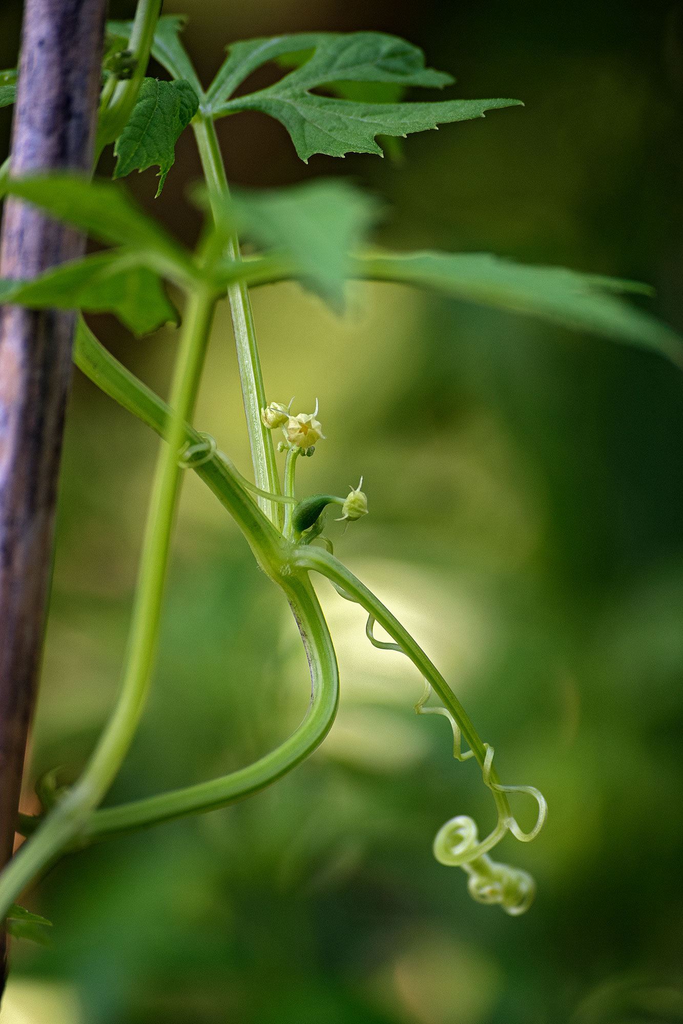 Cyclanthera_pedata_6