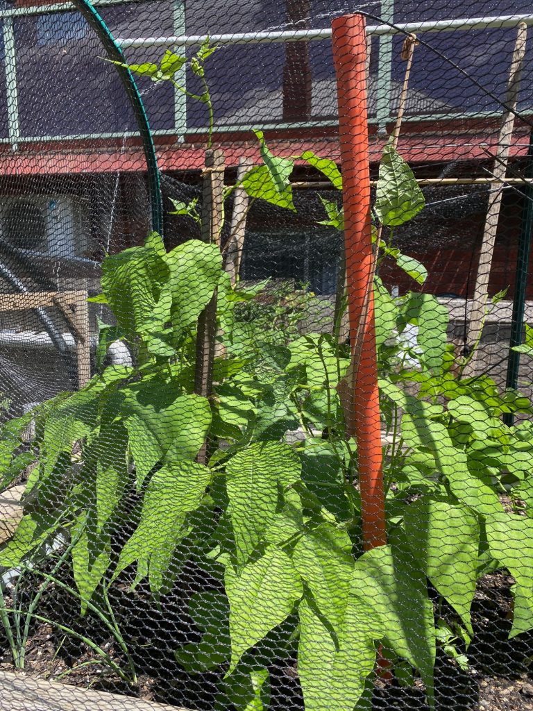 Bean Bush - Willmar Pinto. Photo: BVSS/NP