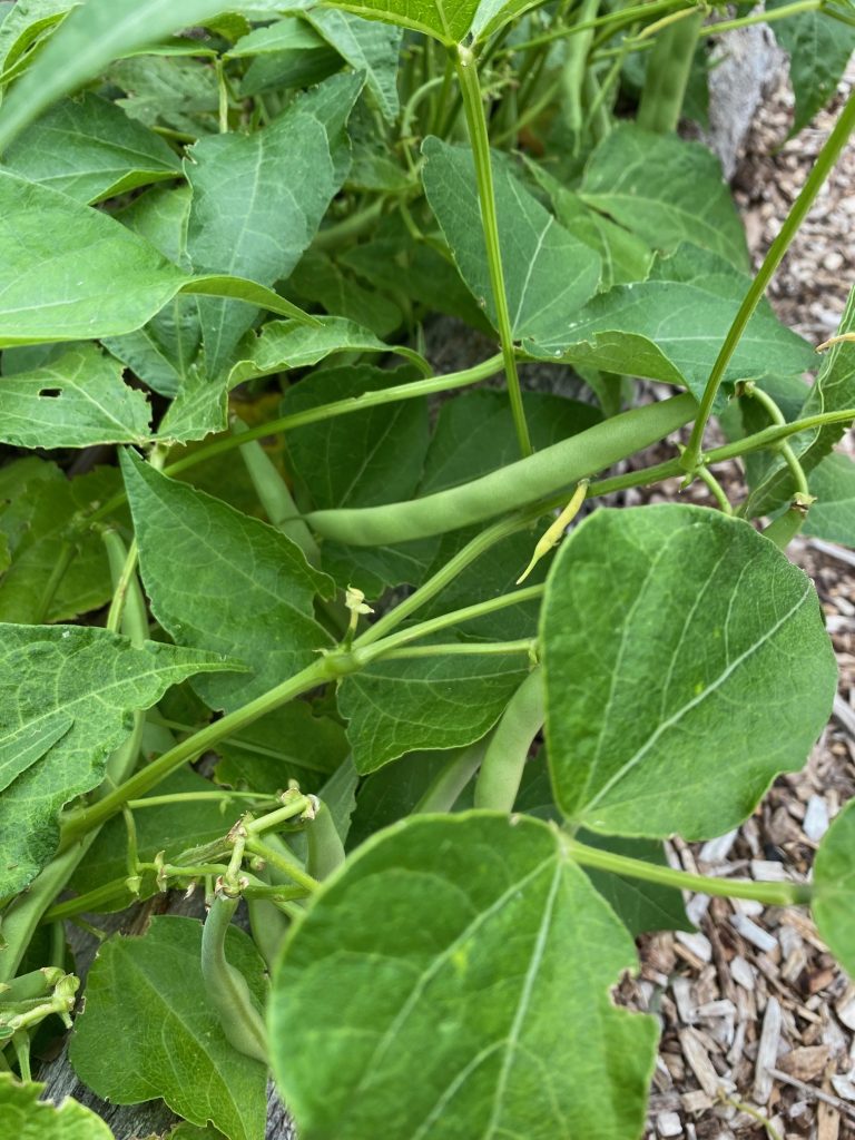 Bean Bush - Willmar Pinto. Photo: BVSS/NP