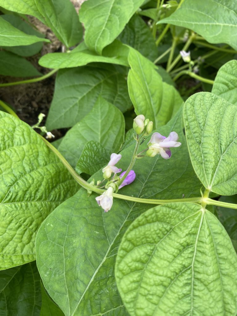 Beans Bush - Cherokee Wax Photo: BVSS/NP