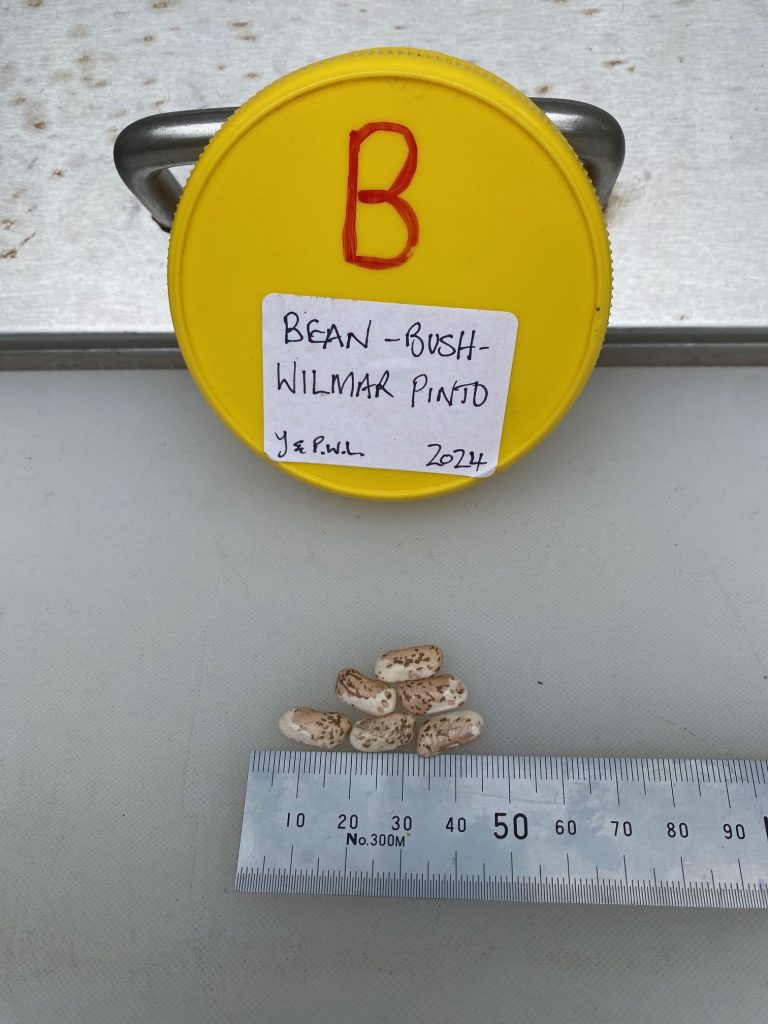 Beans to scale. Bean Bush - Willmar Pinto . Photo: BVSS/NP