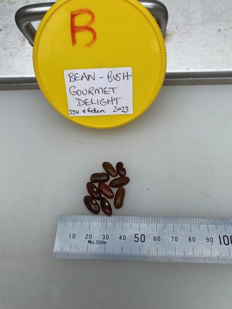 Seeds to scale. Beans Bush - Gourmet Delight Photo: BVSS/NP