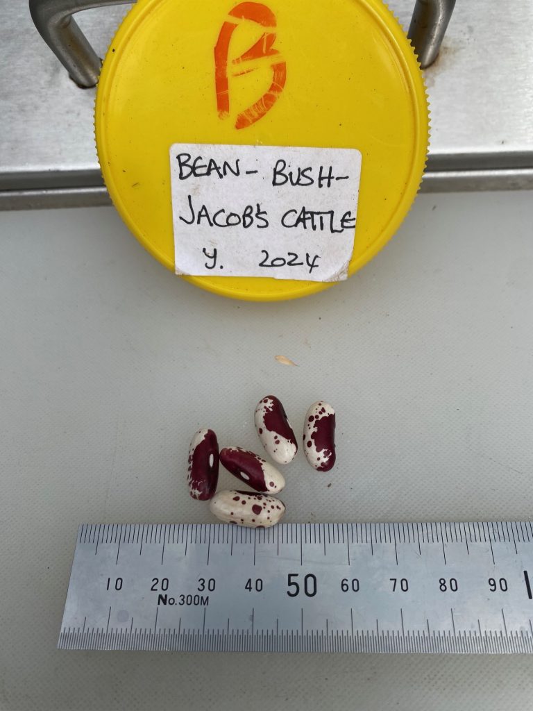 Seeds to scale. Beans Bush - Jacob's Cattle. Photo: BVSS/NP