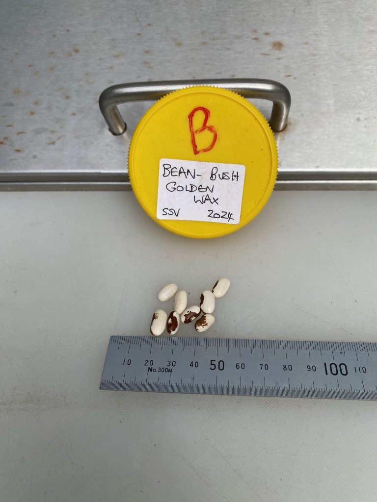 Seeds to scale. Beans Bush - Golden Wax Photo: BVSS/NP
