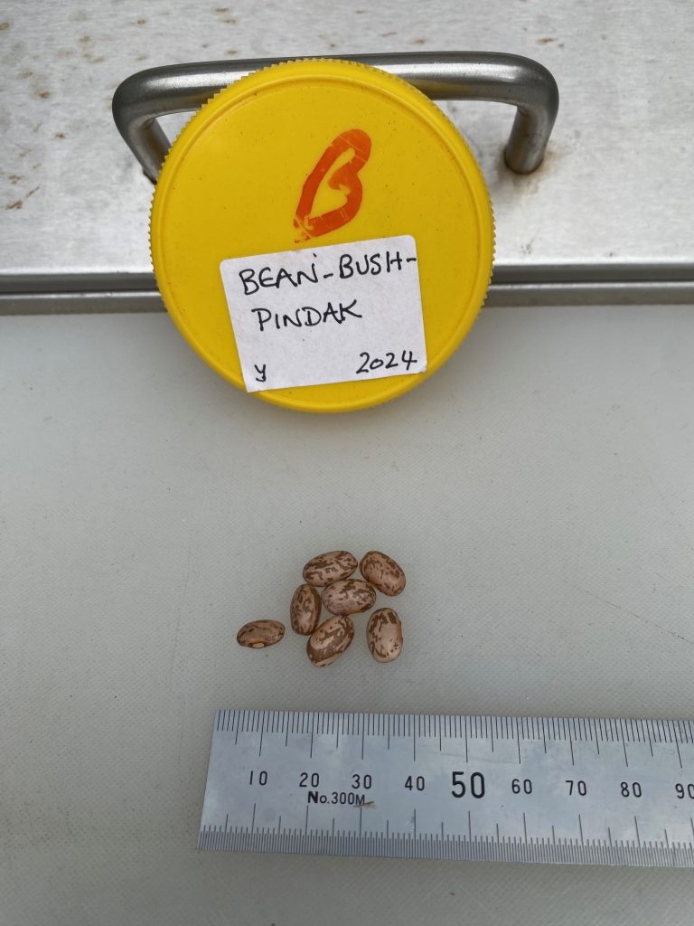 Seeds to scale. Bush Bean - Pindak. Photo: BVSS/NP