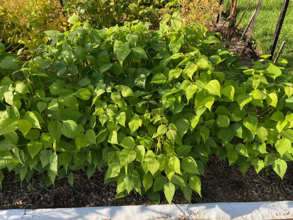 Bush Bean - Rice. Photo: BVSS/NP