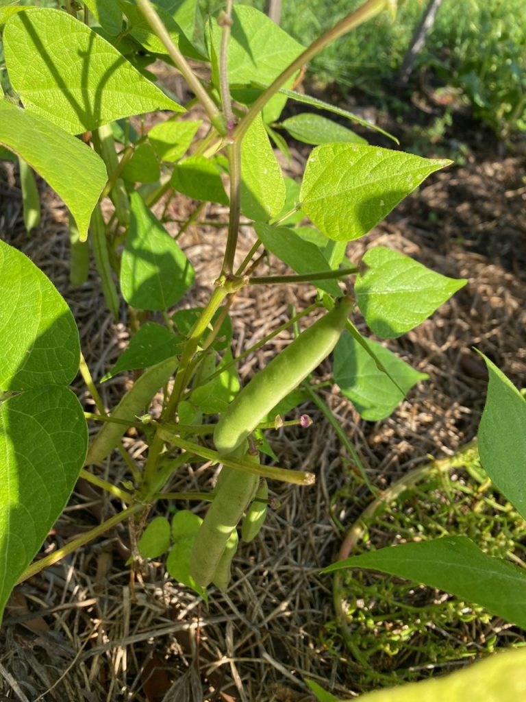 Bush Bean - Tepary Blue Speckled . Photo: BVSS/NP