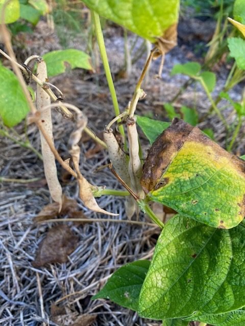 Beans Bush - Jacob's Cattle. Photo: BVSS/NP