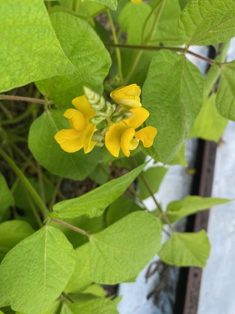 Bush Bean - Rice flower. Photo: BVSS/NP