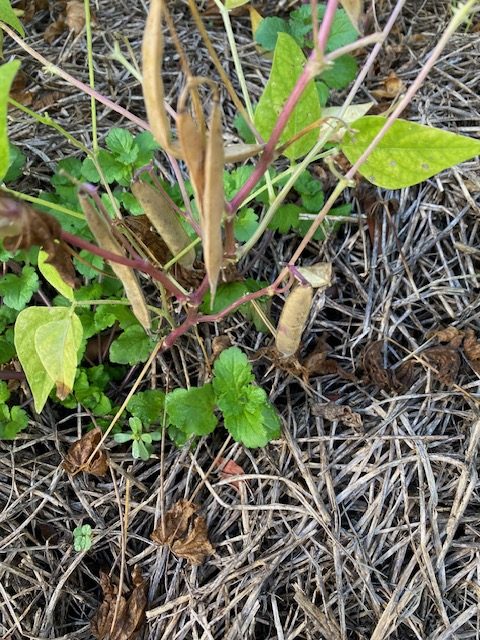 Bush Bean - Tepary Blue Speckled beans drying on plant. Photo: BVSS/NP