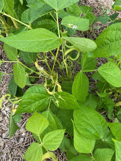 Beans Bush - Cherokee Wax Photo: BVSS/NP