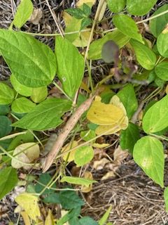 Dried bean pods for harvest, Black Turtle bush bean. Photo: BVSS/NP