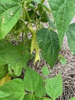 Beans Bush - Cherokee Wax Photo: BVSS/NP