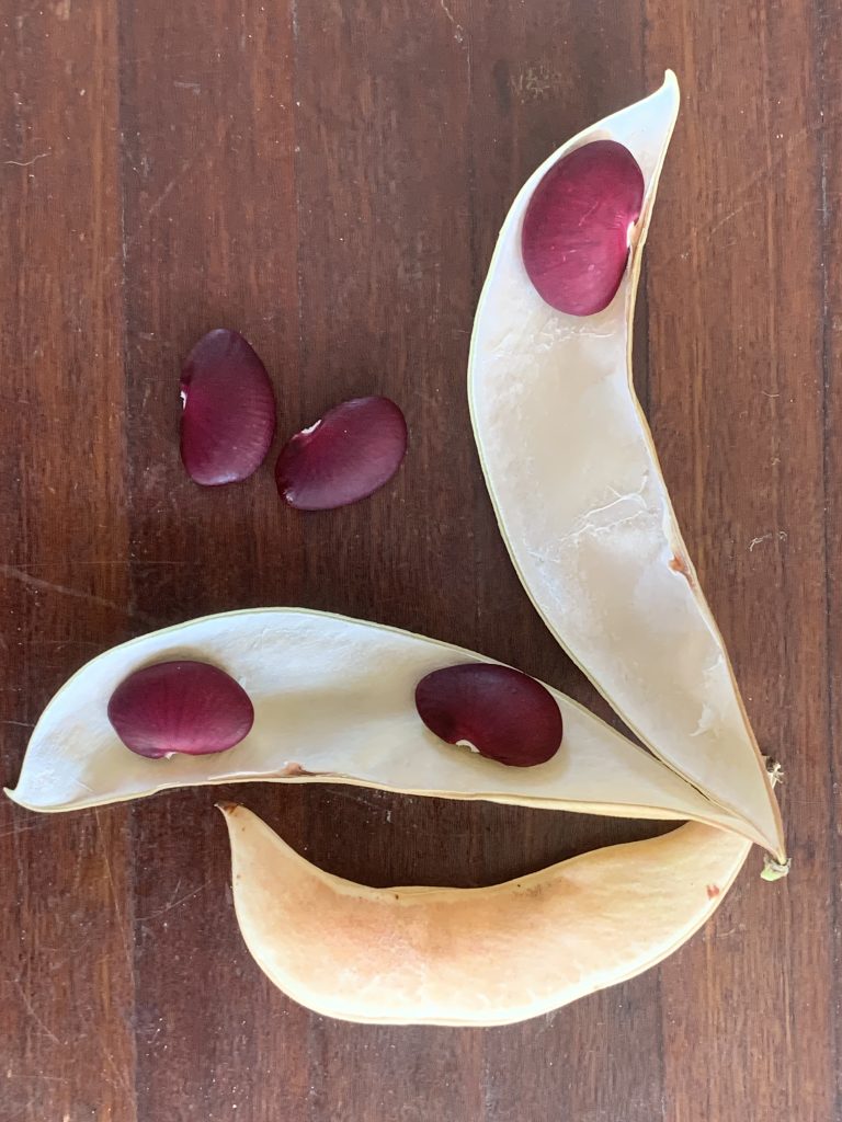 Big Red Lima Bean. [photo: BVSS/LW]