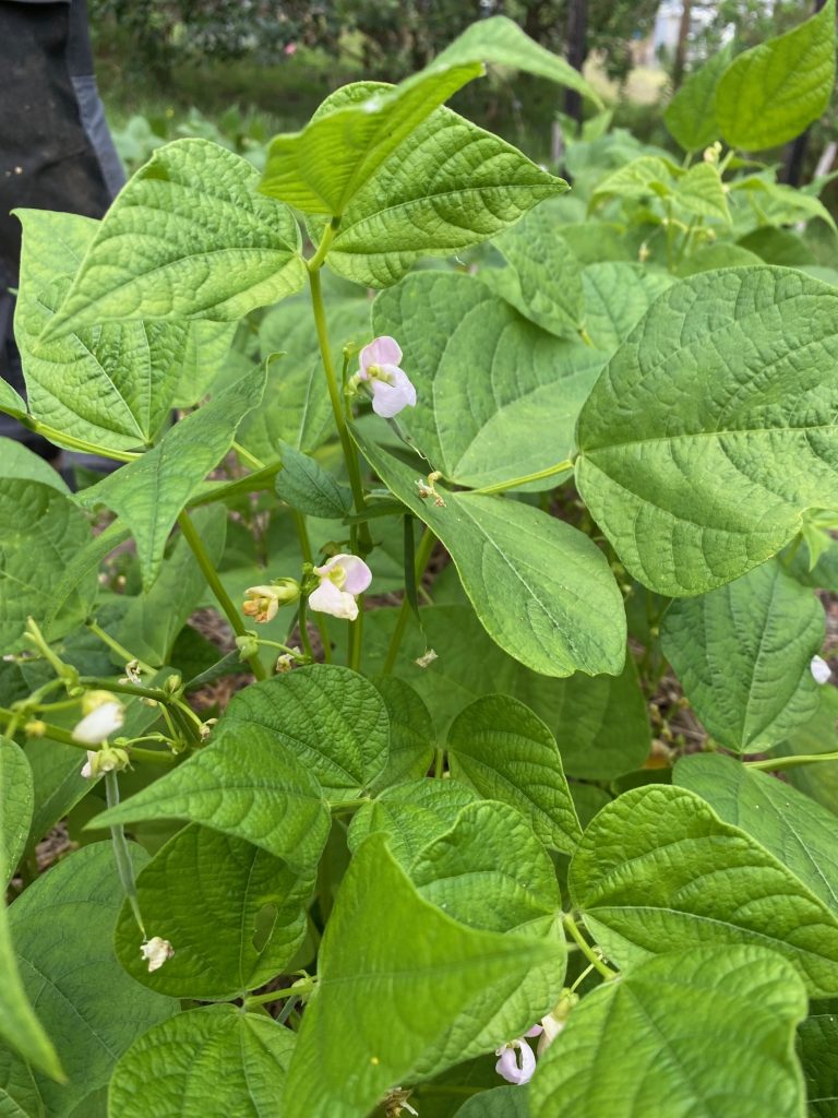 Beans Bush - Jacob's Cattle. Photo: BVSS/NP