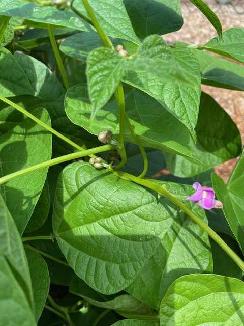 Black Turtle flowers. Photo: BVSS/NP