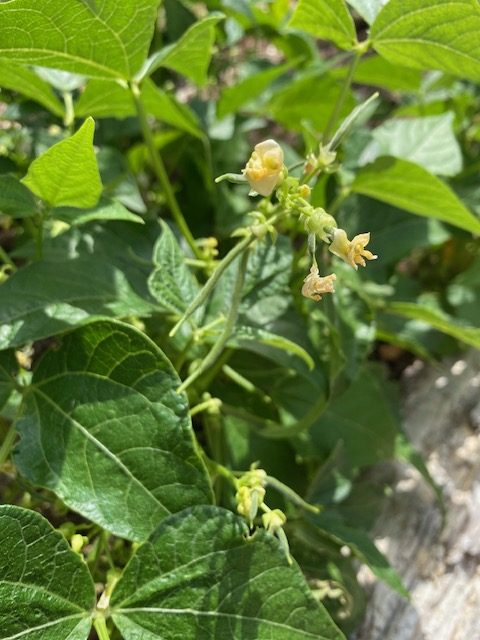 Bean Bush - Willmar Pinto with flowers. Photo: BVSS/NP