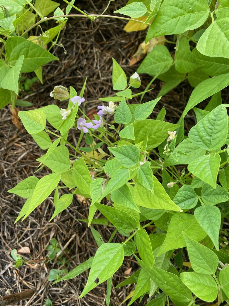 Bush Bean - Tepary Blue Speckled flower. Photo: BVSS/NP