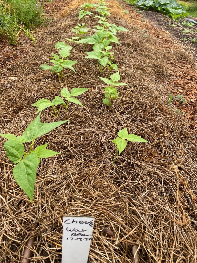 Beans Bush - Cherokee Wax Photo: BVSS/NP