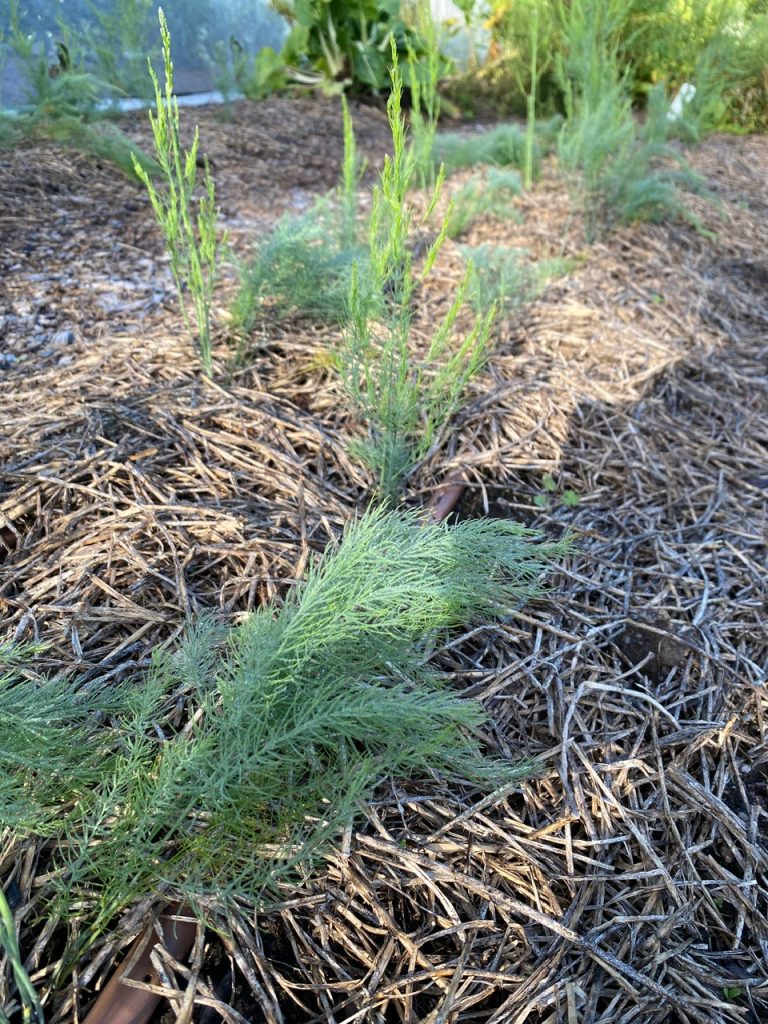 Asparagus growing on mounds. Photo: BVSS/NP