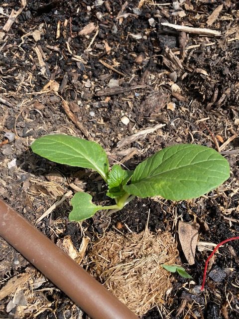 Bok Choi grown in Began Valley. Photo by Nellie Pryke