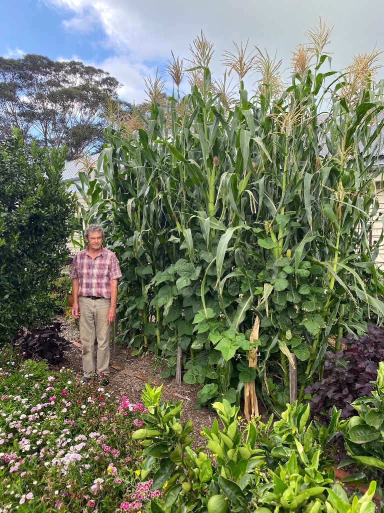 Philip Mawer's magnificent crop of Manning Pride maize in Tilba. Photo: BVSS/JF