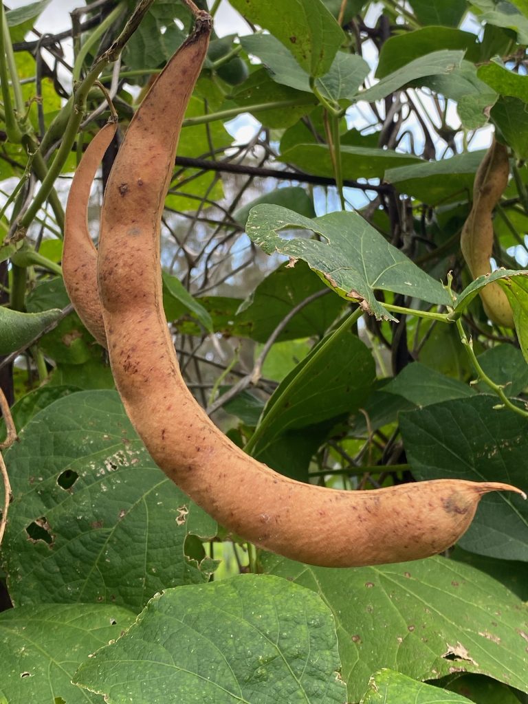 Bega Giant pods drying. Photo: BVSS/JF