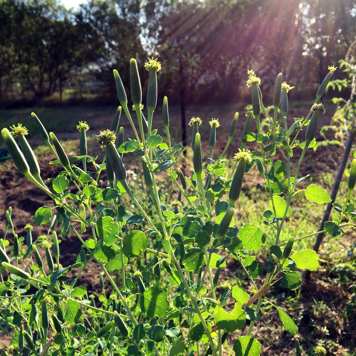 Papalo - Porophyllum ruderale