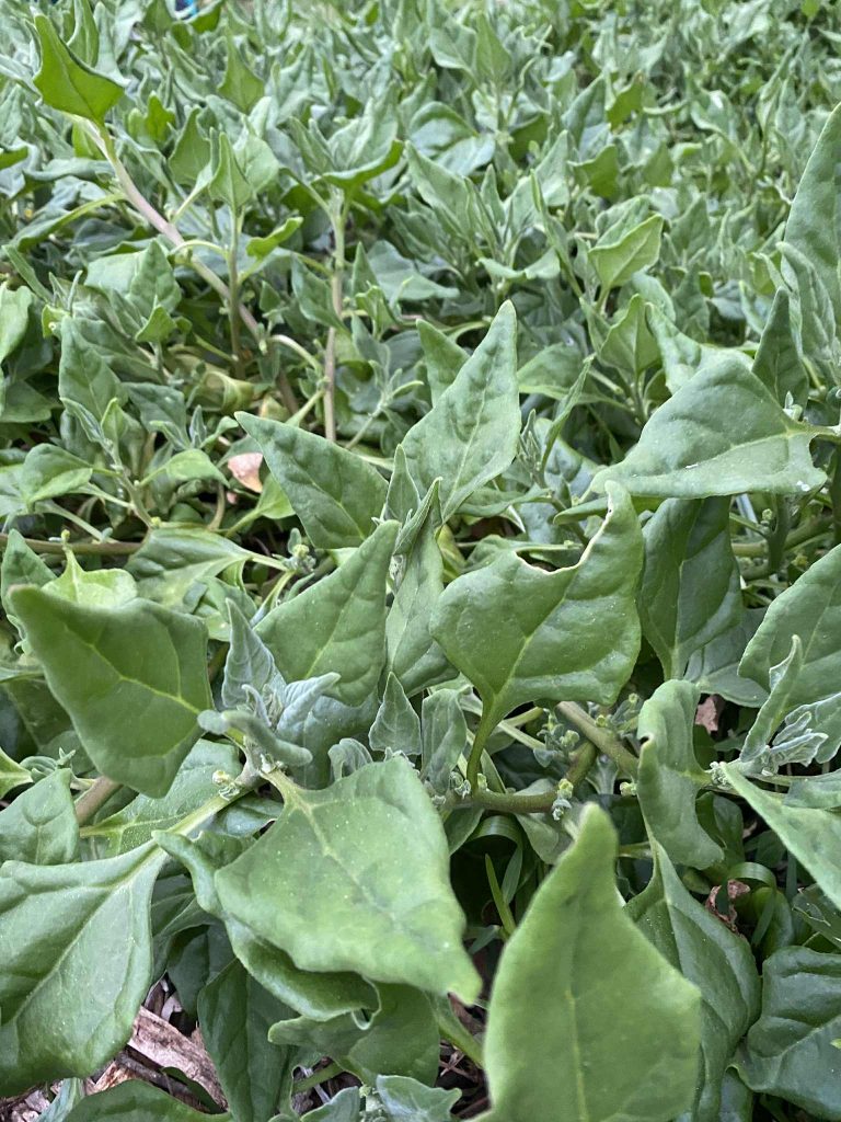 Warrigal greens. photo: BVSS/NP