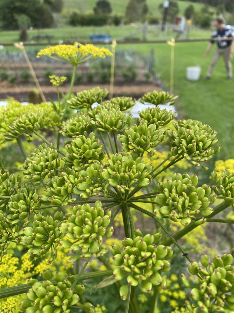 Parsnip flower photo: BVSS/NP
