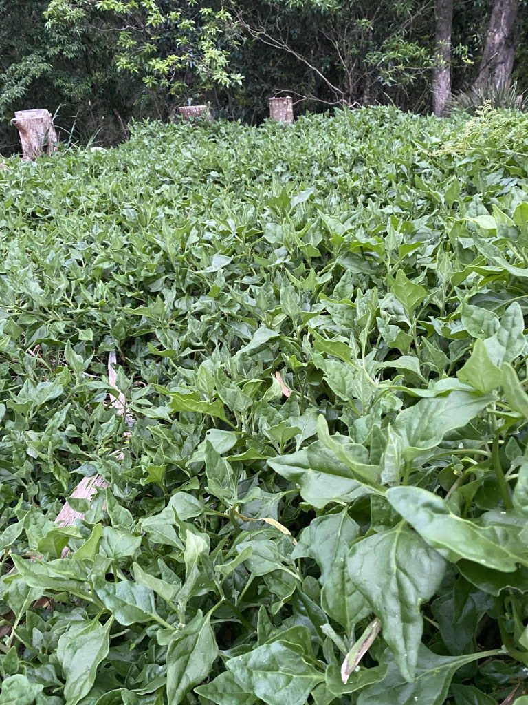 Warrigal greens. photo: BVSS/NP