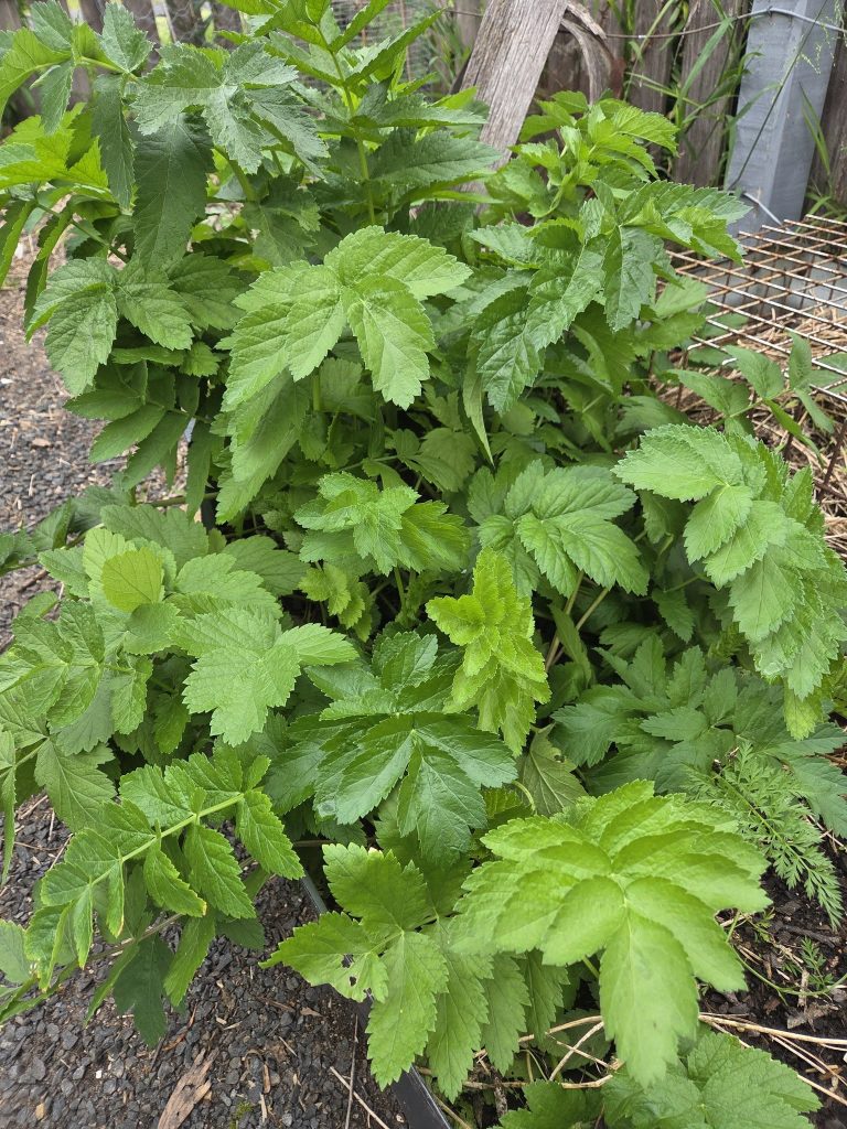 Parsnip plant photo: BVSS/NP