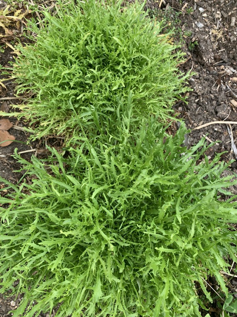 Curly endive also known as frisee photo: BVSS/LW
