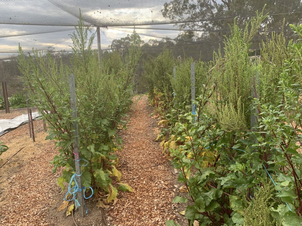 Beetroot seed crop flowering photo: BVSS/LW