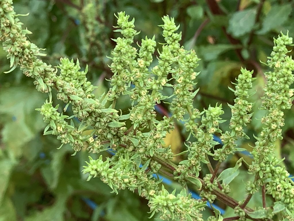Beta vulgaris flowers photo: BVSS/LW