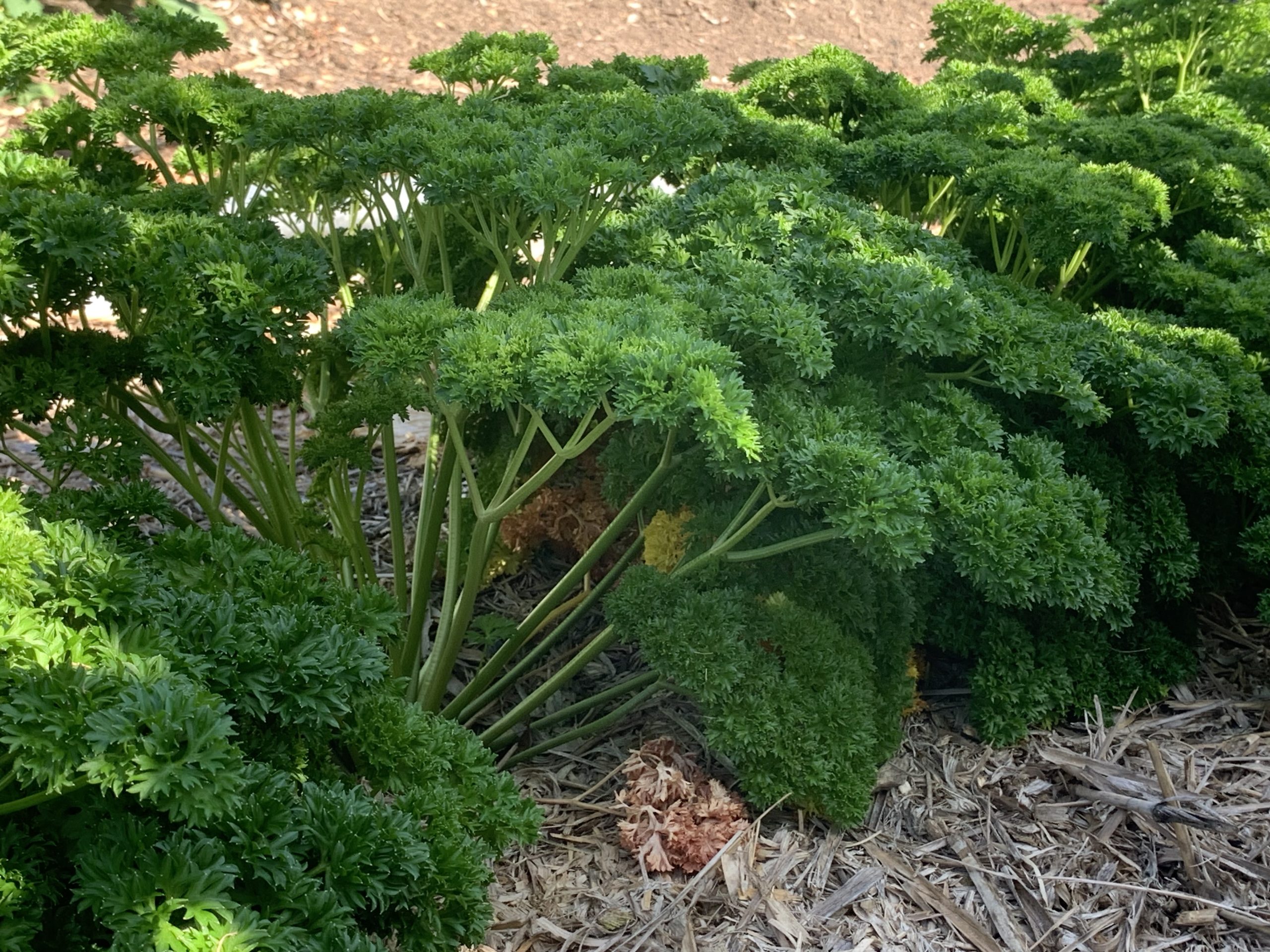 Curly parsley photo: BVSS/LW