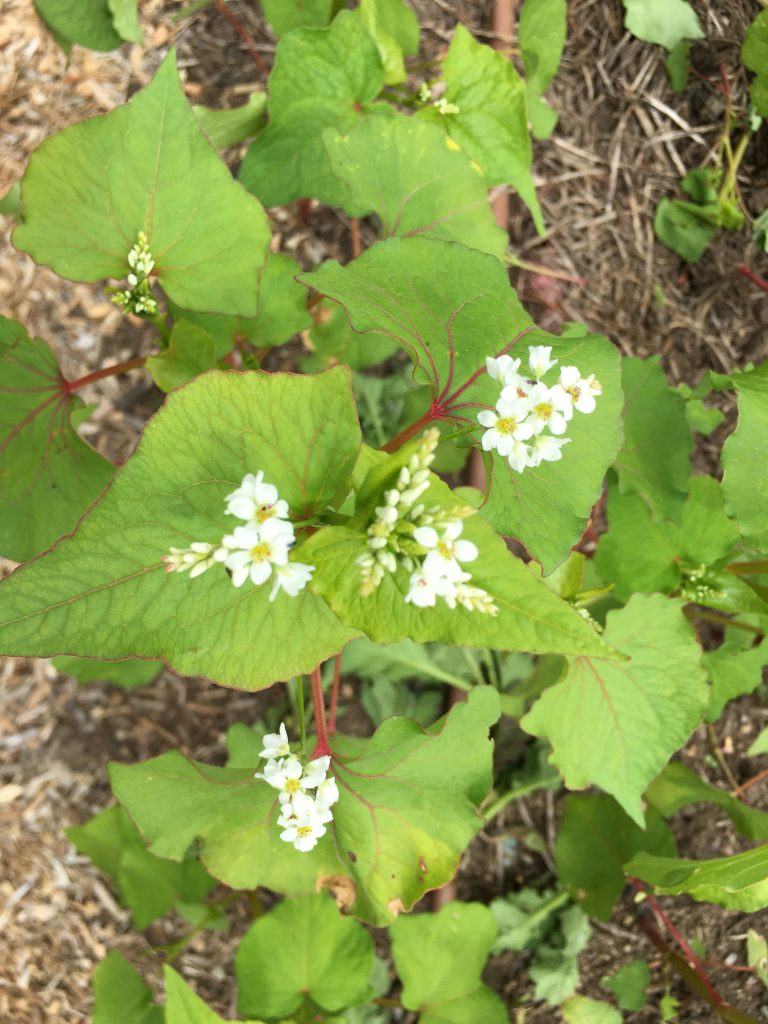 Buckwheat flowering photo: BVSS/LW