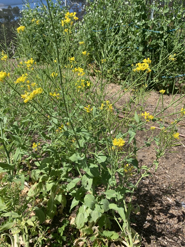 Flowering bok choi photo: BVSS/LW