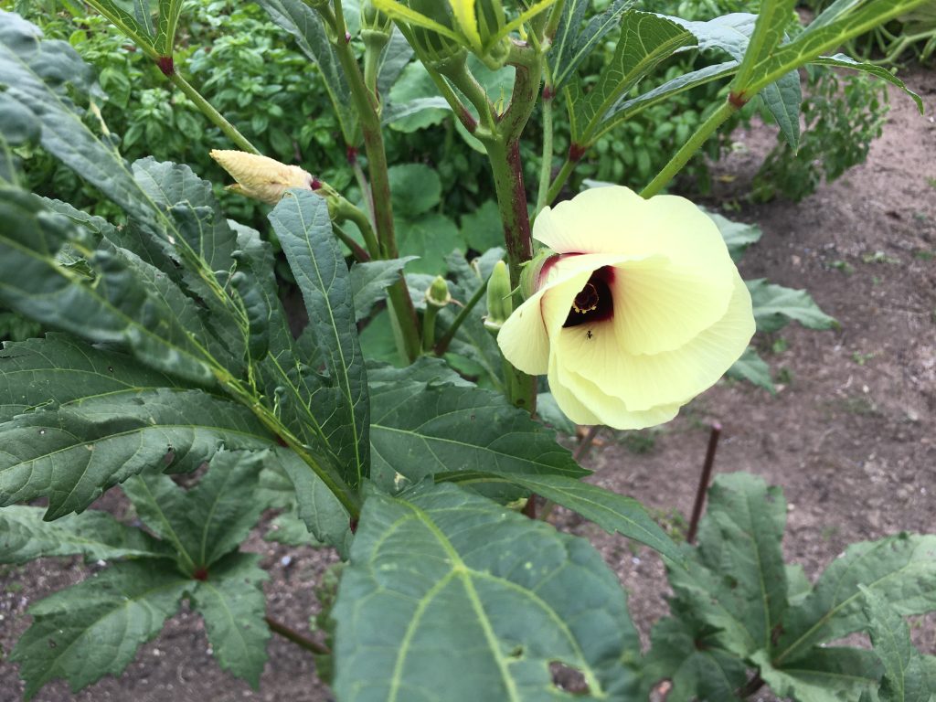 Okra flower photo: BVSS