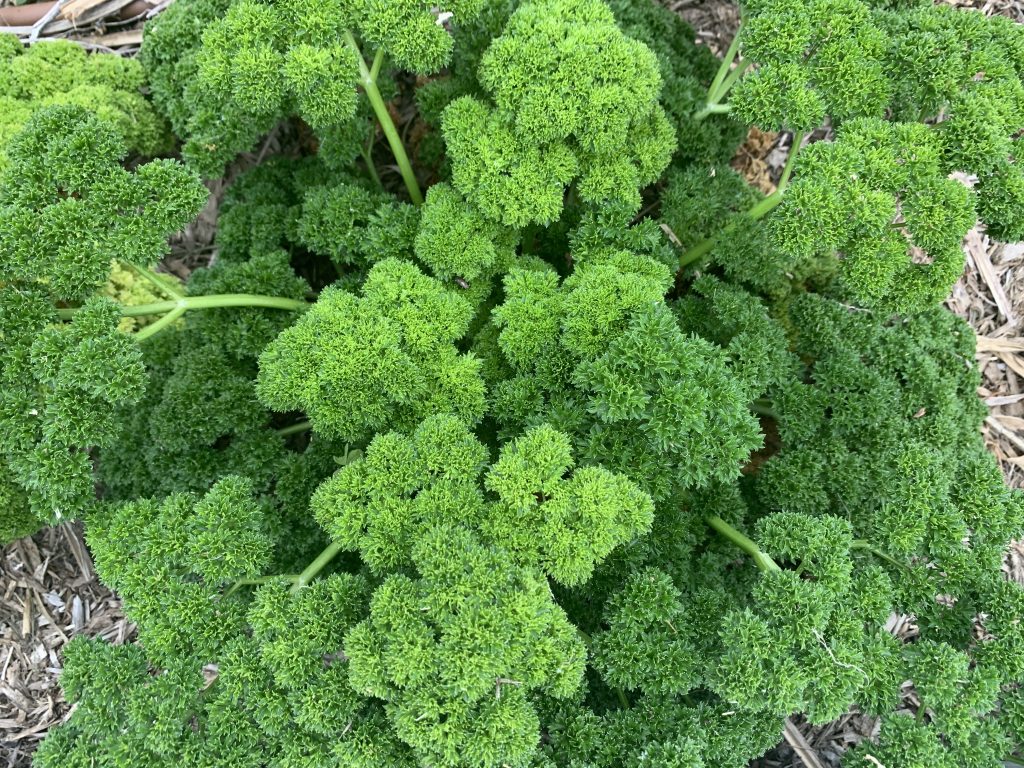 Curly parsley photo: BVSS/LW