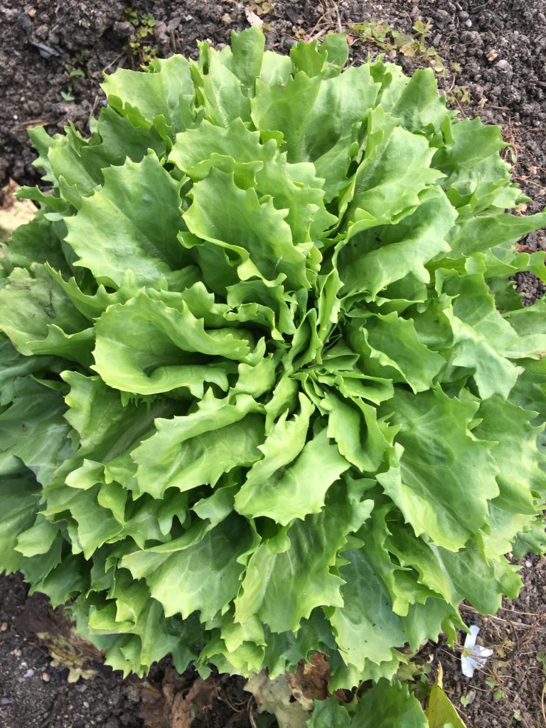 Broad leaved endive also known as Batavian edive photo: BVSS/LW