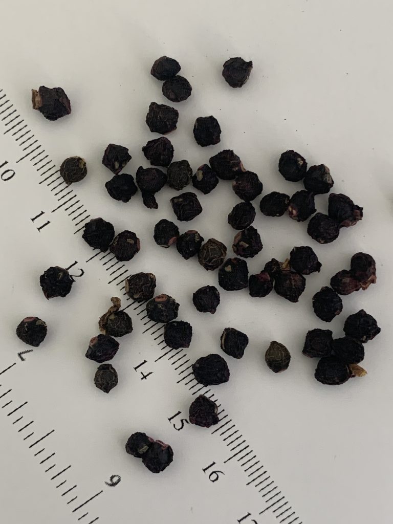 Basella seeds photo: BVSS/LW